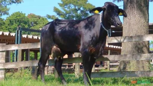 VENDA DE NOVILHAS GIROLANDO RECÉM PARIDAS E AMOJANDO