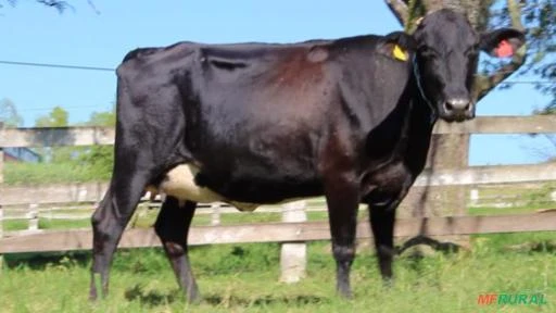 VENDA DE NOVILHAS GIROLANDO RECÉM PARIDAS E AMOJANDO