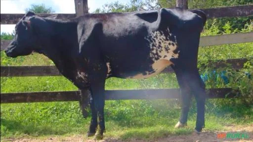 VENDA DE NOVILHAS GIROLANDO RECÉM PARIDAS E AMOJANDO