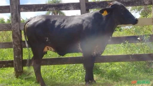 VENDA DE NOVILHAS GIROLANDO RECÉM PARIDAS E AMOJANDO