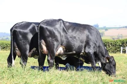 VENDA DE GADO GIROLANDO - VACAS EM LACTAÇÃO, NOVILHAS PRENHAS, BEZERRAS E REPRODUTORES.