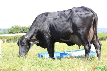 VENDA DE GADO GIROLANDO - VACAS EM LACTAÇÃO, NOVILHAS PRENHAS, BEZERRAS E REPRODUTORES.