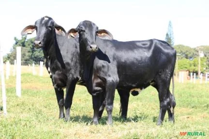 VENDA DE GADO GIROLANDO - VACAS EM LACTAÇÃO, NOVILHAS PRENHAS, BEZERRAS E REPRODUTORES.