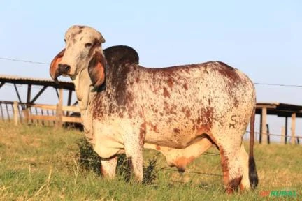 VENDA DE GADO GIROLANDO - VACAS EM LACTAÇÃO, NOVILHAS PRENHAS, BEZERRAS E REPRODUTORES.