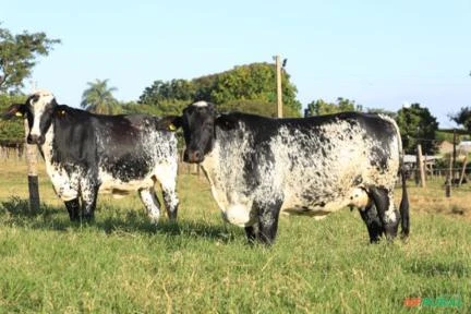 VENDA DE GADO GIROLANDO - VACAS EM LACTAÇÃO, NOVILHAS PRENHAS, BEZERRAS E REPRODUTORES.