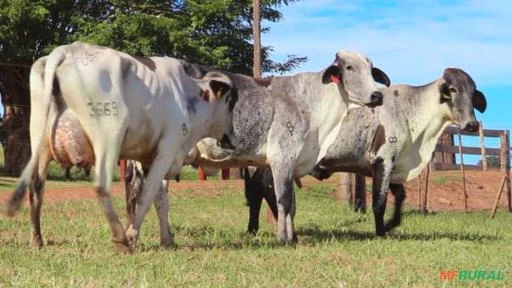 VENDA DE VACAS EM LACTAÇÃO GIROLANDO