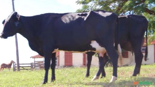 VENDA DE VACAS EM LACTAÇÃO GIROLANDO