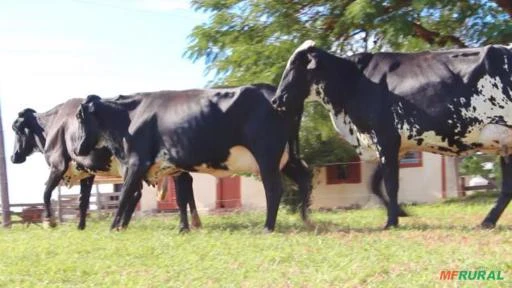 VENDA DE VACAS EM LACTAÇÃO GIROLANDO