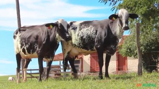 VENDA DE VACAS EM LACTAÇÃO GIROLANDO