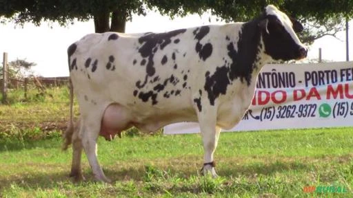 VENDA DE VACAS EM LACTAÇÃO E NOVILHAS GIROLANDO