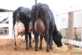 VENDA DE VACAS EM LACTAÇÃO GIROLANDO