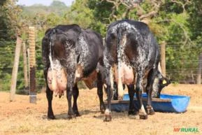 VENDA DE VACAS EM LACTAÇÃO E BEZERRAS GIROLANDO