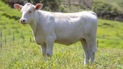 Venda de Fêmeas Canchim em Itapetininga SP à venda. Compre 642352