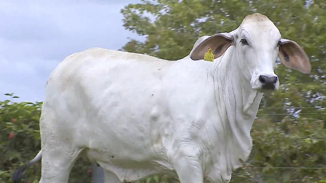 VENDA DE MATRIZES E REPRODUTORES BRAHMAN