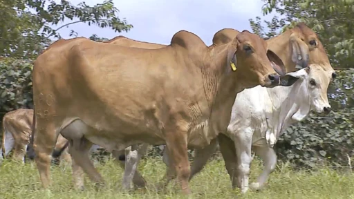 VENDA DE MATRIZES E REPRODUTORES BRAHMAN