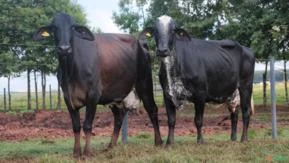 VENDA DE VACAS EM LACTAÇÃO GIROLANDO