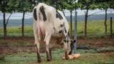 VENDA DE VACAS EM LACTAÇÃO GIROLANDO