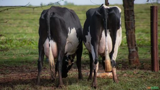 VENDA DE VACAS EM LACTAÇÃO GIROLANDO