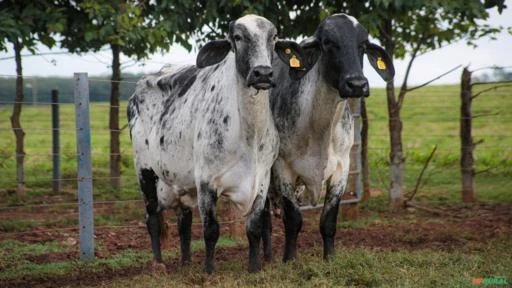 VENDA DE VACAS EM LACTAÇÃO GIROLANDO