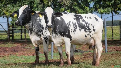 VENDA DE VACAS EM LACTAÇÃO GIROLANDO