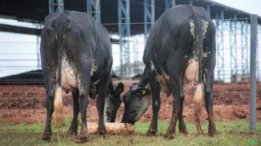 VENDA DE VACAS EM LACTAÇÃO GIROLANDO