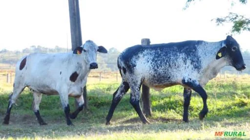 VENDA DE NOVILHAS PRENHAS DE EMBRIÃO