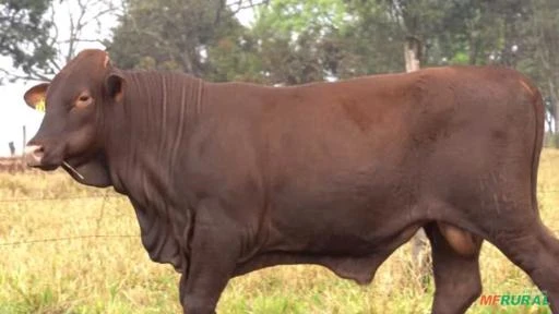 VENDA DE MATRIZES E REPRODUTORES SANTA GERTRUDIS