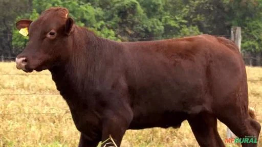 VENDA DE MATRIZES E REPRODUTORES SANTA GERTRUDIS