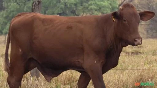 VENDA DE MATRIZES E REPRODUTORES SANTA GERTRUDIS