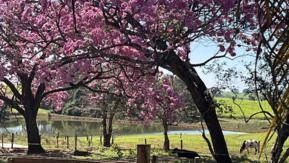 Sítio para agricultura e pecuária a venda em Parisi-SP