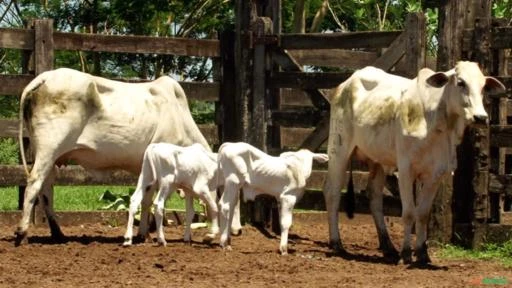 VENDA DE NELORE MATRIZES PRENHAS E PARIDA