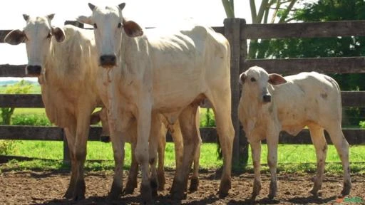 VENDA DE NELORE MATRIZES PRENHAS E PARIDA