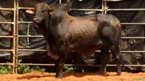 VENDA DE TOUROS DE PULO, GARROTES E VACAS PRENHES E PARIDAS