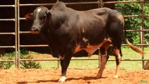 VENDA DE TOUROS DE PULO, GARROTES E VACAS PRENHES E PARIDAS