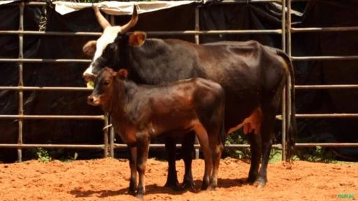 VENDA DE TOUROS DE PULO, GARROTES E VACAS PRENHES E PARIDAS