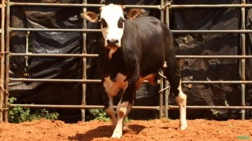 VENDA DE TOUROS DE PULO, GARROTES E VACAS PRENHES E PARIDAS