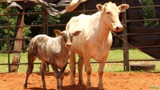 VENDA DE TOUROS DE PULO, GARROTES E VACAS PRENHES E PARIDAS