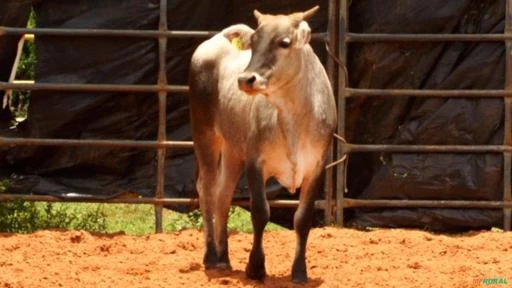 VENDA DE TOUROS DE PULO, GARROTES E VACAS PRENHES E PARIDAS