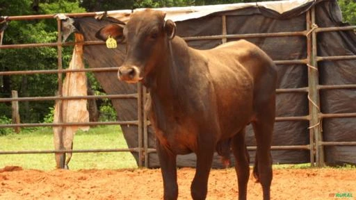 VENDA DE TOUROS DE PULO, GARROTES E VACAS PRENHES E PARIDAS