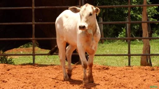 VENDA DE TOUROS DE PULO, GARROTES E VACAS PRENHES E PARIDAS