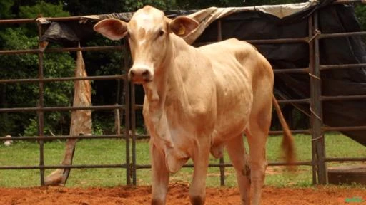 VENDA DE TOUROS DE PULO, GARROTES E VACAS PRENHES E PARIDAS