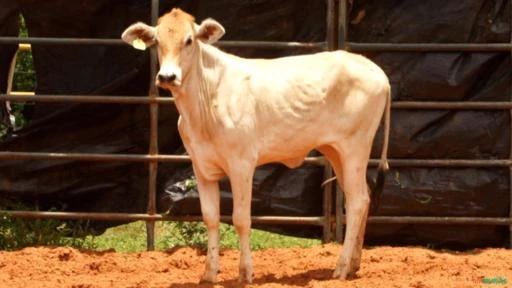 VENDA DE TOUROS DE PULO, GARROTES E VACAS PRENHES E PARIDAS