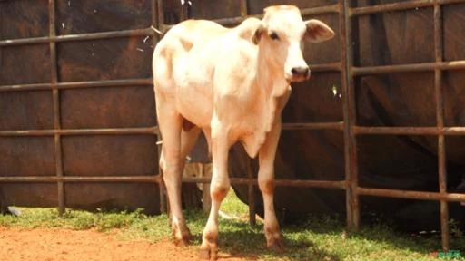 VENDA DE TOUROS DE PULO, GARROTES E VACAS PRENHES E PARIDAS