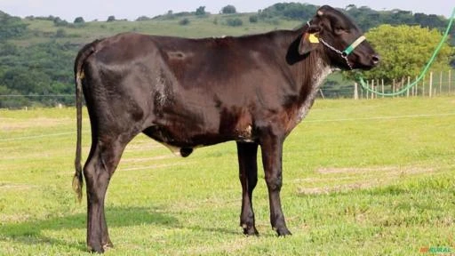 VENDA DE GADO GIR E GIROLANDO DA ALTA GENÉTICA