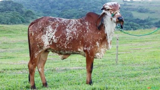 VENDA DE GADO GIR E GIROLANDO DA ALTA GENÉTICA