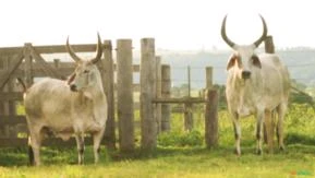 VENDA DE VACAS PARIDAS, PRENHES E TOUROS GUZERÁ