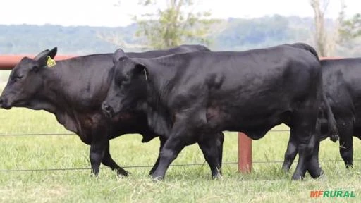 VENDA DE BEZERRAS ANGUS, BRANGUS E ULTRABLACK