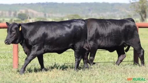 VENDA DE BEZERRAS ANGUS, BRANGUS E ULTRABLACK