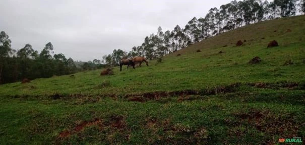 Fazenda São Jorge - Área Reserva legal com 20% Mata Nativa.