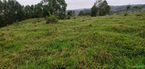 Fazenda São Jorge - Área Reserva legal com 20% Mata Nativa.